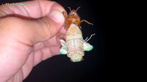 落ちてしまいそうなセミ