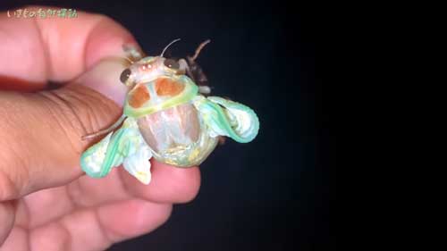 お尻を殻から出すセミ