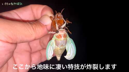 脱皮中のセミ