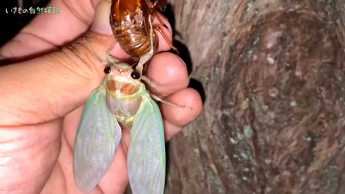 セミを殻から指へと誘導