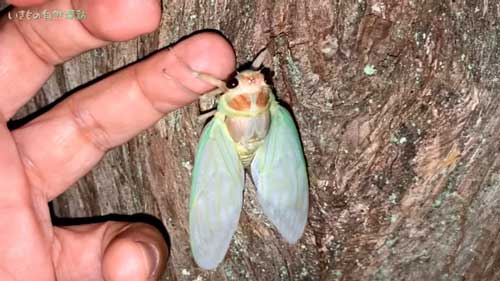 セミを木まで移動させることに成功