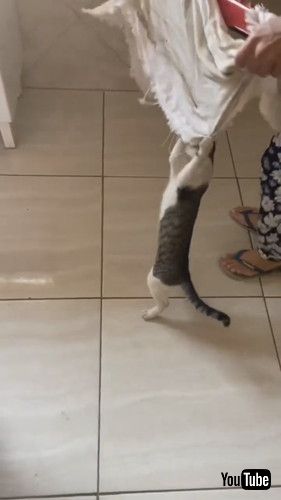 遊んでる猫