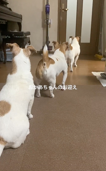 ワンコたちのお出迎え