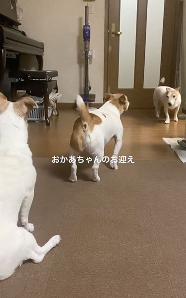 ワンコたちのお出迎え