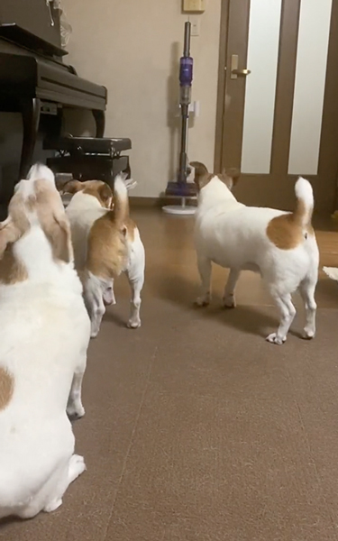 ワンコたちのお出迎え