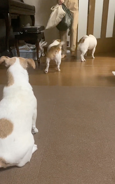 ワンコたちのお出迎え