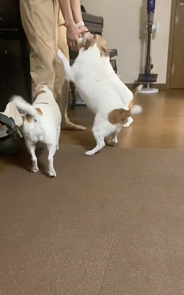 ワンコたちのお出迎え