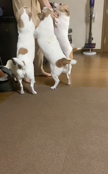 ワンコたちのお出迎え