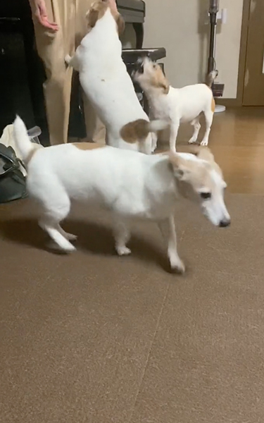 ワンコたちのお出迎え