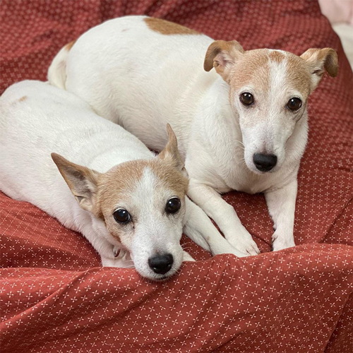 あんずちゃんとナッツちゃん