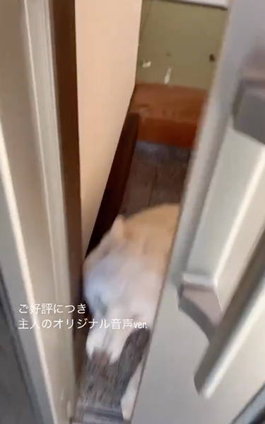 盛大にイタズラをしたワンコ
