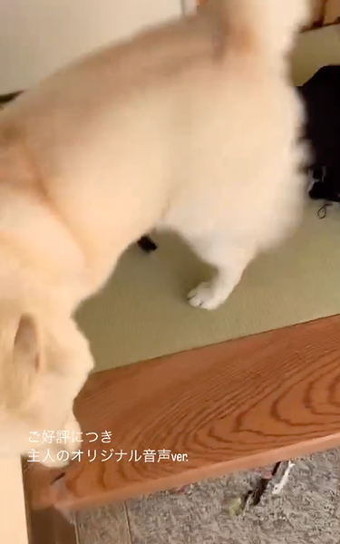 出迎えるワンコ