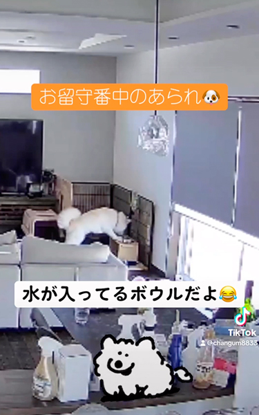 お留守番するワンコ