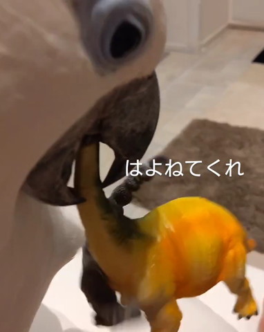 恐竜のおもちゃ嚙んでるオウムアップ