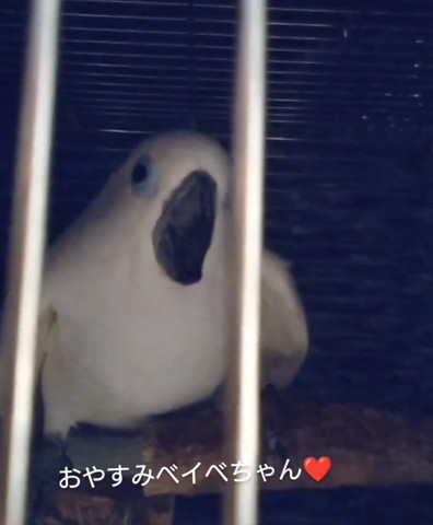 ケージにいるオウム