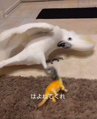 恐竜のおもちゃ蹴ってるオウム