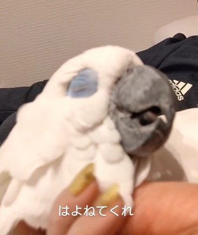 うっとりするオウムアップ