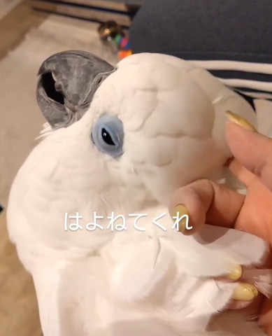 後頭部なでられるオウム