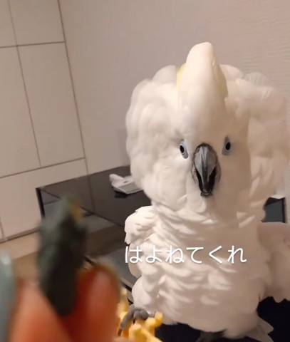 恐竜の首見て威嚇するオウム