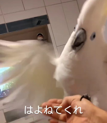飼い主の手の上で羽ばたくオウム