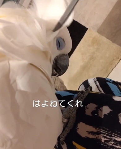 頭をかいてもらうオウム