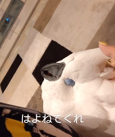 頭をかいてもらってうっとり上を向くオウム