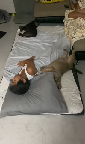 顏に枕のせてるワンコ
