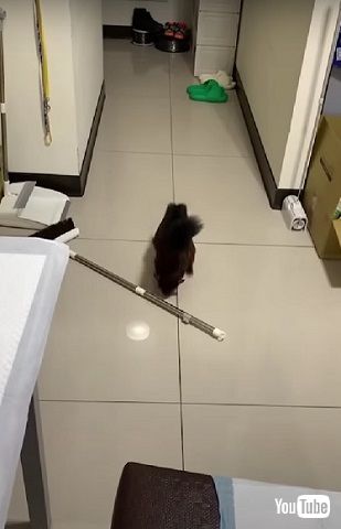 ムササビ