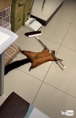 ムササビ