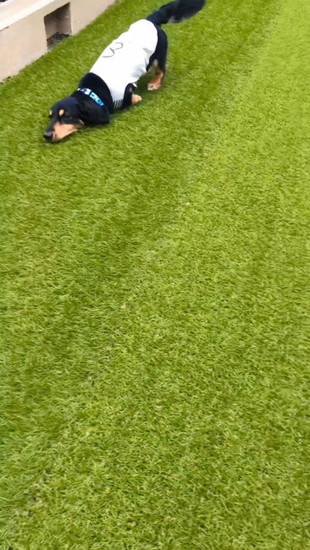 芝にあごをつけた犬