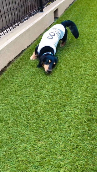 こちらを見る犬