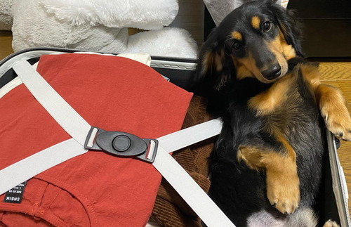 スーツケースに入った犬