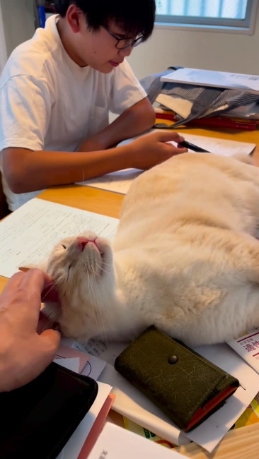 勉強するお兄ちゃん