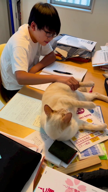 猫にさわるお兄ちゃん