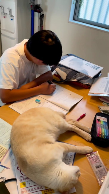 勉強してください