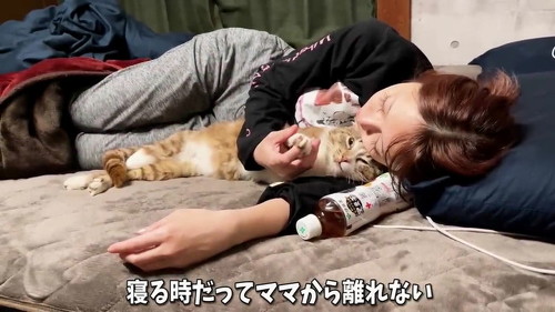 ママと寝る猫