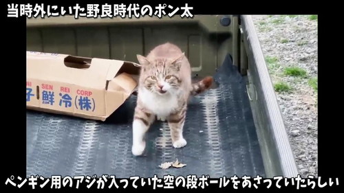 トラックの上の猫