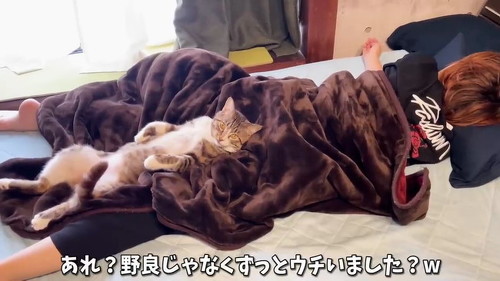 野良じゃなかった？