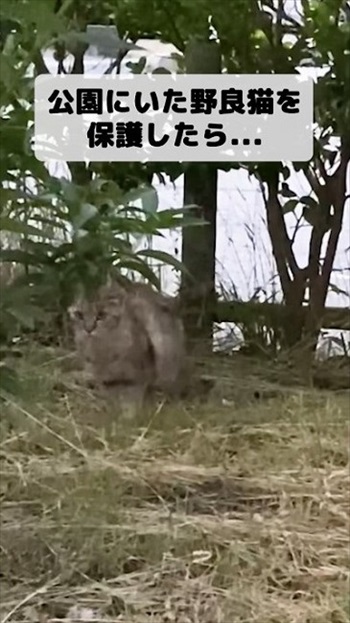 保護した野良猫が出産育児に奮闘