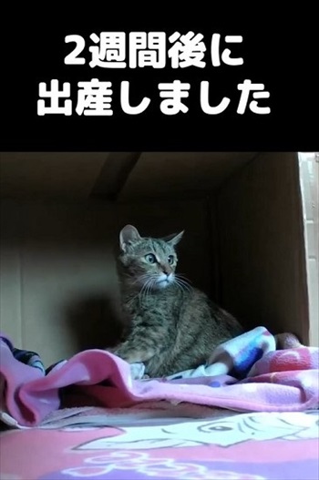 保護した野良猫が出産育児に奮闘