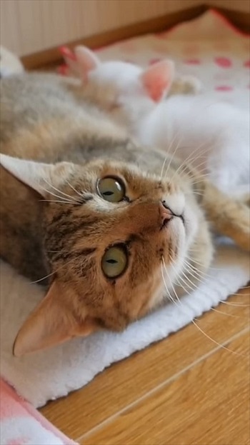 保護した野良猫が出産育児に奮闘