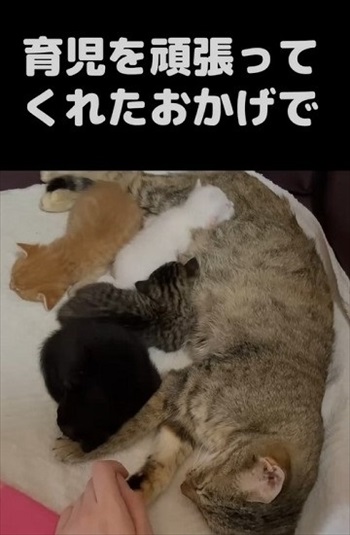 保護した野良猫が出産育児に奮闘