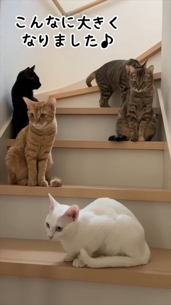 保護した野良猫が出産育児に奮闘