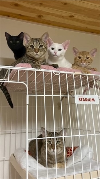 保護した野良猫が出産育児に奮闘