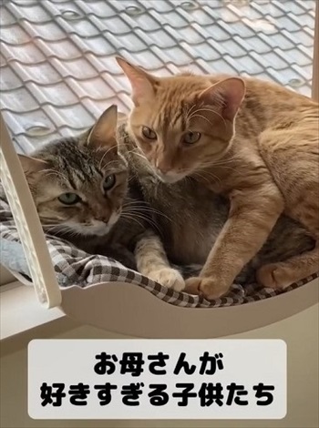 保護した野良猫が出産育児に奮闘