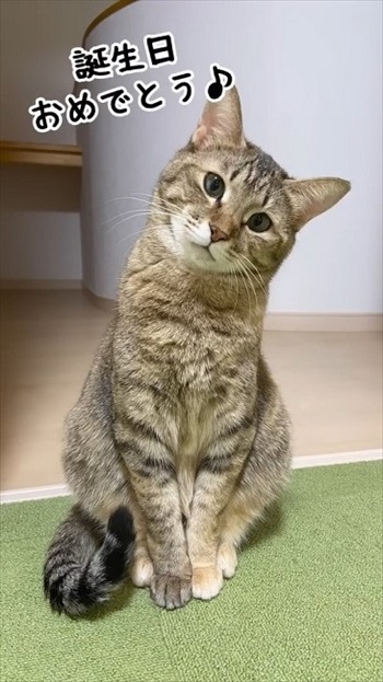 保護した野良猫が出産育児に奮闘