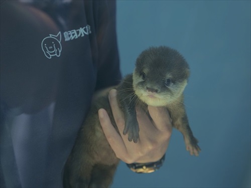 お口を開けて寝るつくしちゃん