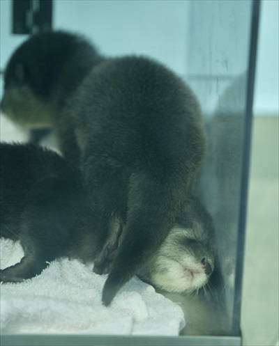お口を開けて寝るつくしちゃん