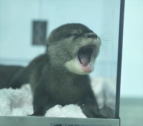 お口を開けて寝るつくしちゃん