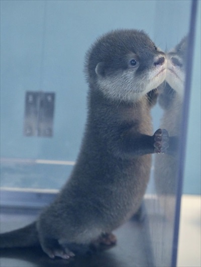 お口を開けて寝るつくしちゃん